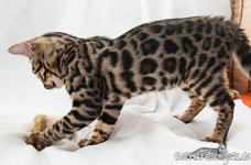 Bengal Kitten